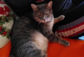 Disappearance alert Cat Male , 5 years Gradignan France