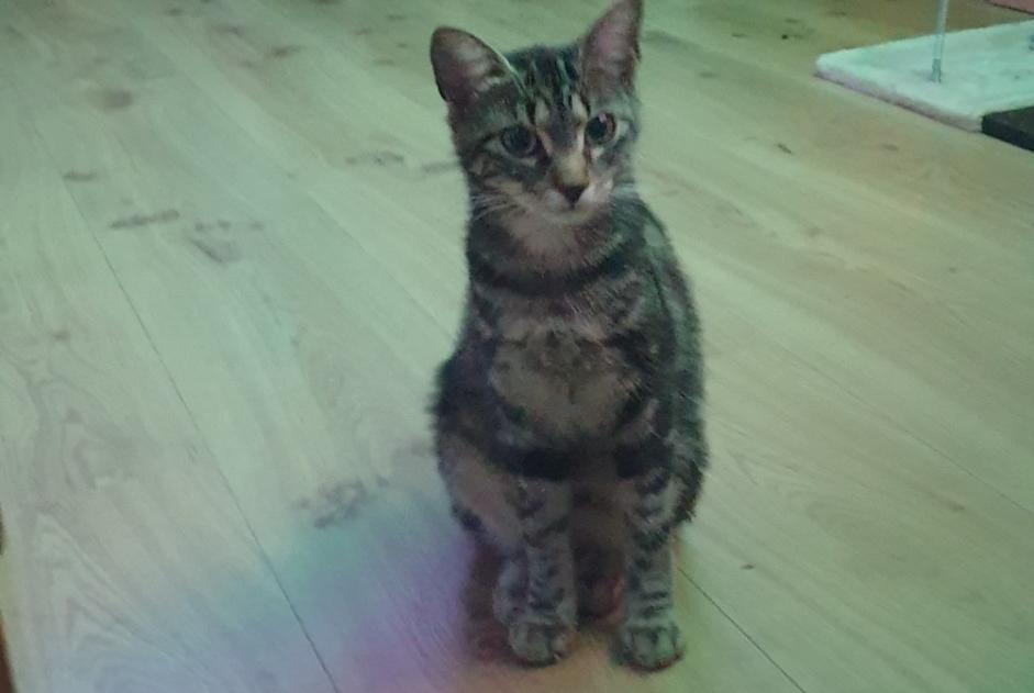 Disappearance alert Cat Female , 1 years Château-d’Œx Switzerland