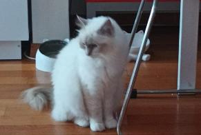 Disappearance alert Cat  Female , 4 years Montreux Switzerland