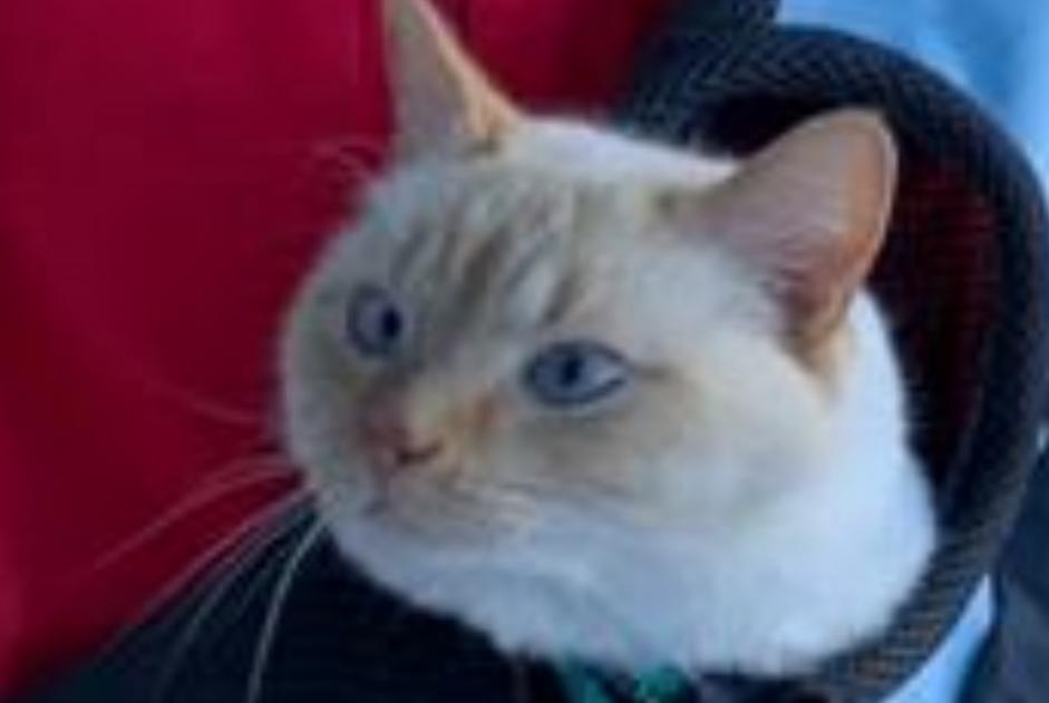 Disappearance alert Cat miscegenation Male , 3 years Isérables Switzerland