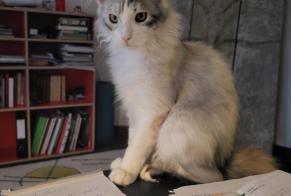 Disappearance alert Cat  Female , 1 years Lausanne Switzerland