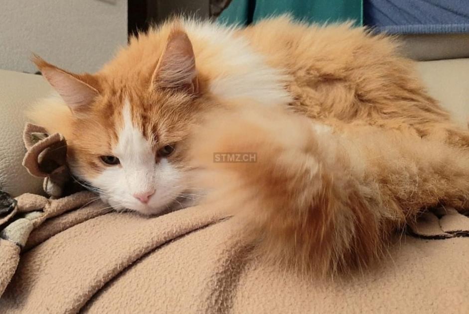 Disappearance alert Cat  Male , 5 years Bex Switzerland