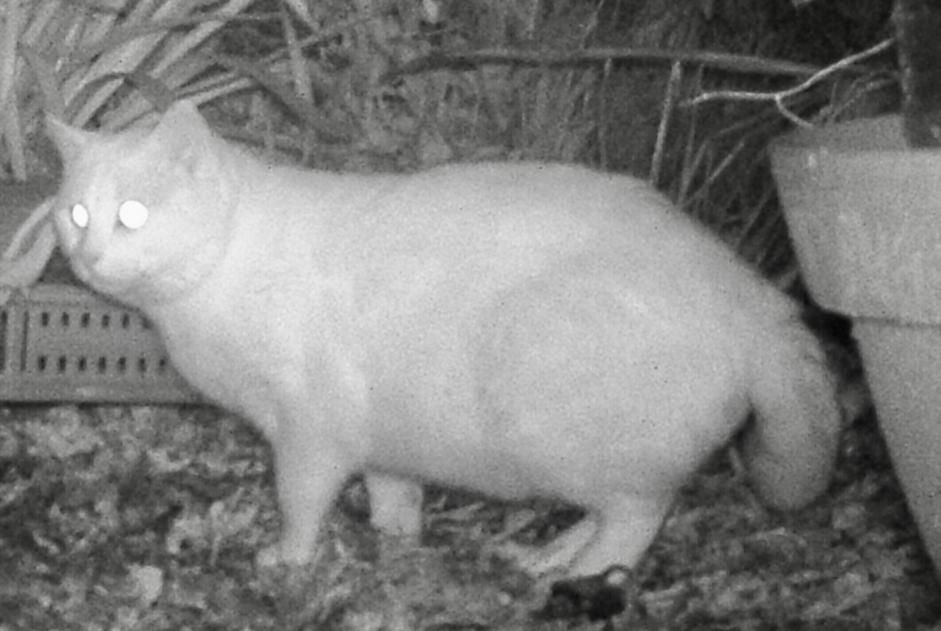 Discovery alert Cat Unknown Chauve France