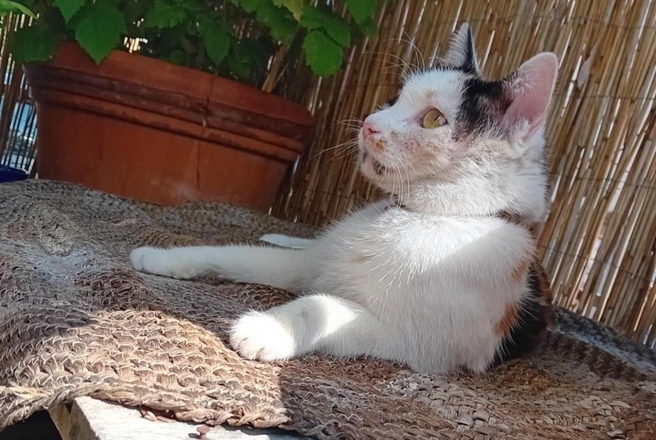 Disappearance alert Cat Female , 5 years Neuchâtel Switzerland