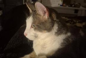 Disappearance alert Cat miscegenation Male , 4 years Champvent Switzerland