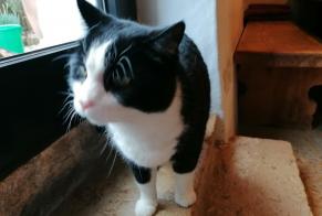 Disappearance alert Cat miscegenation Male , 6 years La Roche Switzerland