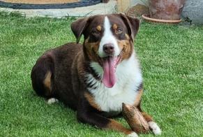 Disappearance alert Dog  Male , 6 years Sion Switzerland