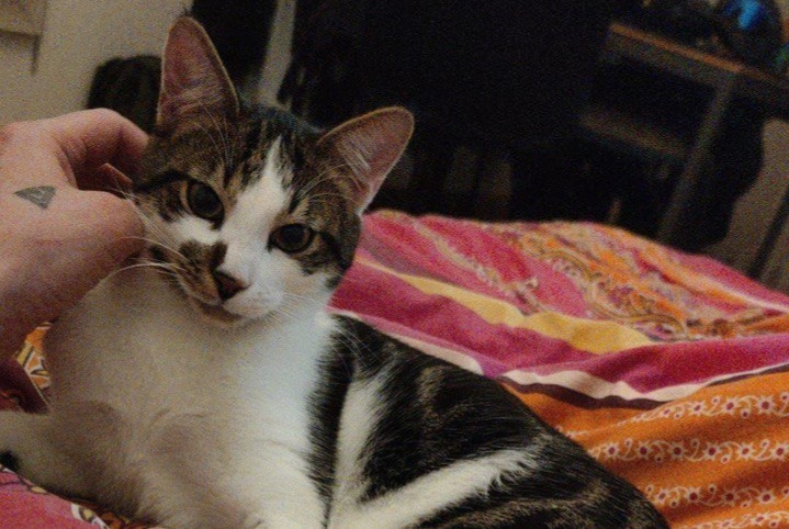 Disappearance alert Cat  Male , 1 years Genève Switzerland