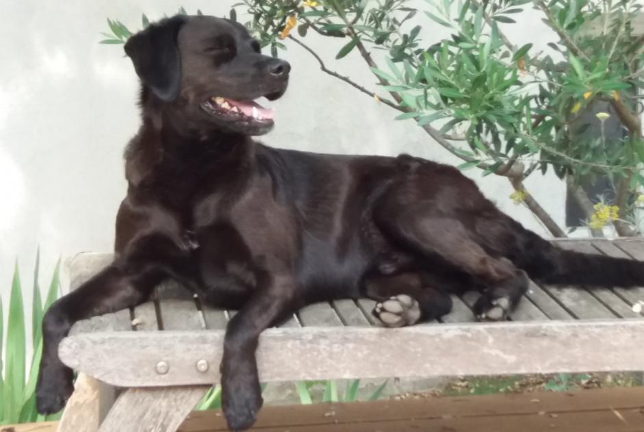 Alerta de Desaparición Perro cruce Macho , 12 años Marignane Francia