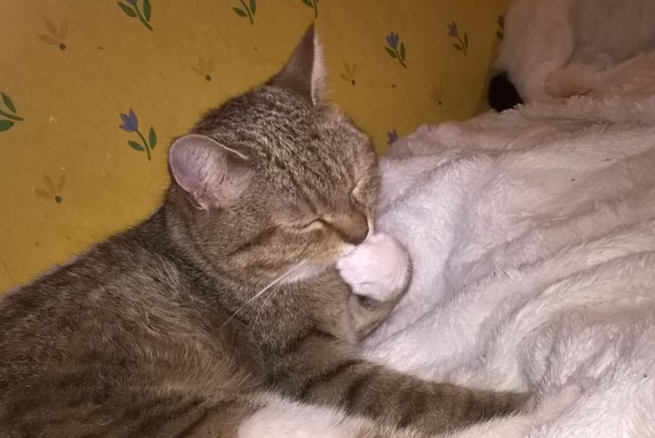 Alerta de Desaparición Gato  Hembra , 8 años Steenwerck Francia