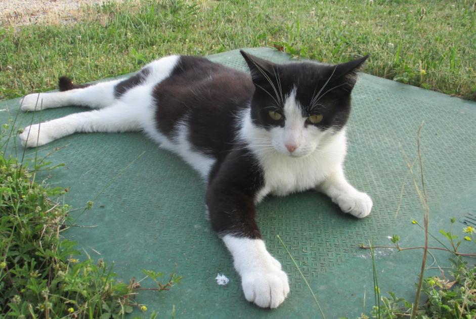 Alerta de Desaparición Gato  Macho , 8 años La Chapelle Francia