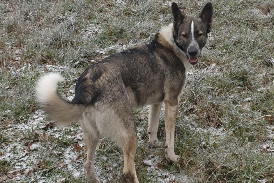 Alerta de Desaparición Perro cruce Macho , 5 años Colombies Francia