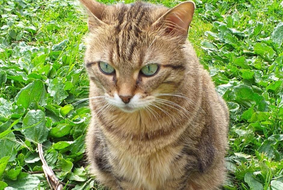 Alerta de Desaparición Gato Hembra , 8 años Estrées Francia