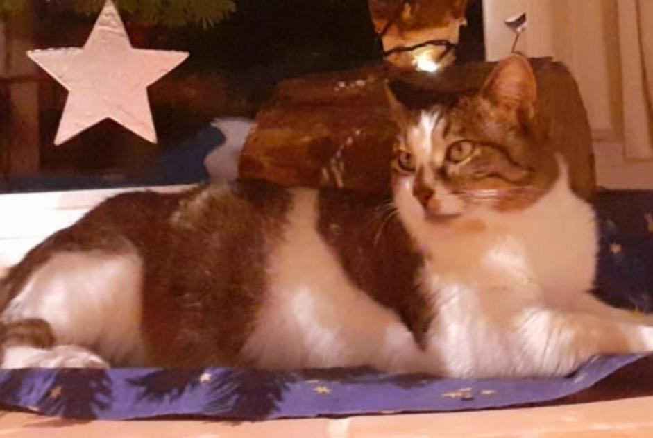 Alerta de Desaparición Gato  Macho , 4 años Pontchâteau Francia