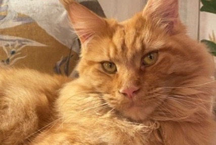 Alerta de Desaparición Gato  Macho , 5 años La Frette-sur-Seine Francia