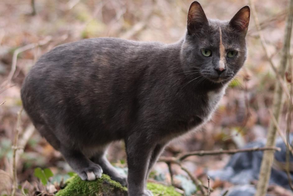 Alerta de Desaparición Gato  Hembra , 2 años Champétières Francia
