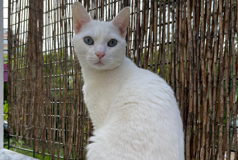 Alerta de Desaparición Gato  Macho , 3 años Lisboa Portugal