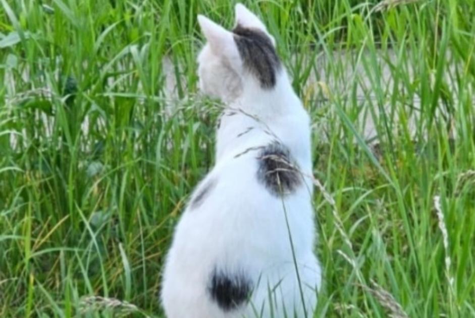 Alerta de Desaparición Gato Macho , 2 años Boncourt Suiza