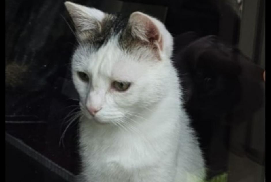 Alerta de Desaparición Gato Macho , 2 años Boncourt Suiza