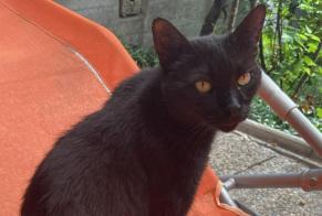 Alerta de Desaparición Gato Macho , 10 años Sion Suiza