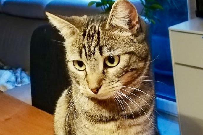 Alerta de Desaparición Gato  Hembra , 1 años Cornaux Suiza