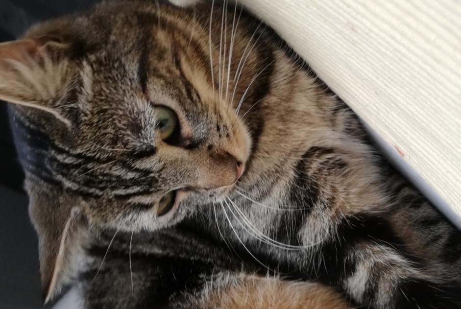 Alerta de Desaparición Gato  Hembra , 1 años Cornaux Suiza