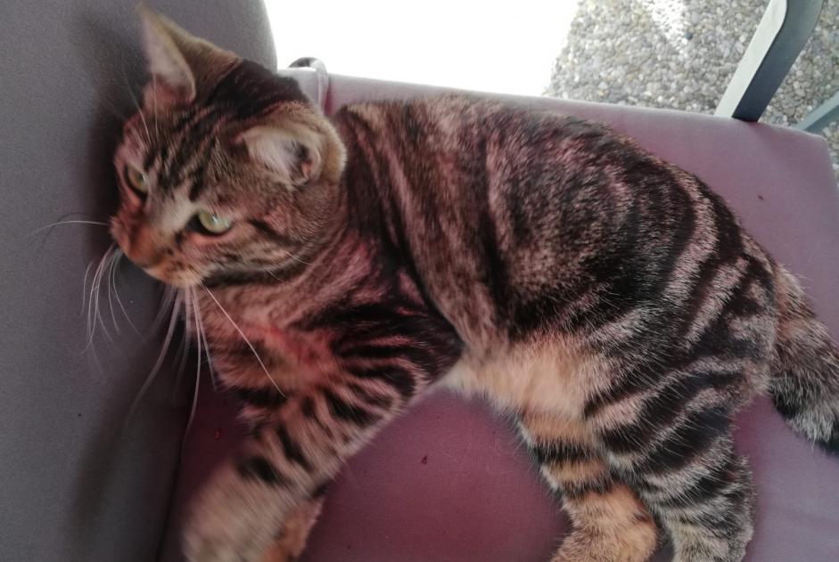 Alerta de Desaparición Gato  Hembra , 1 años Cornaux Suiza