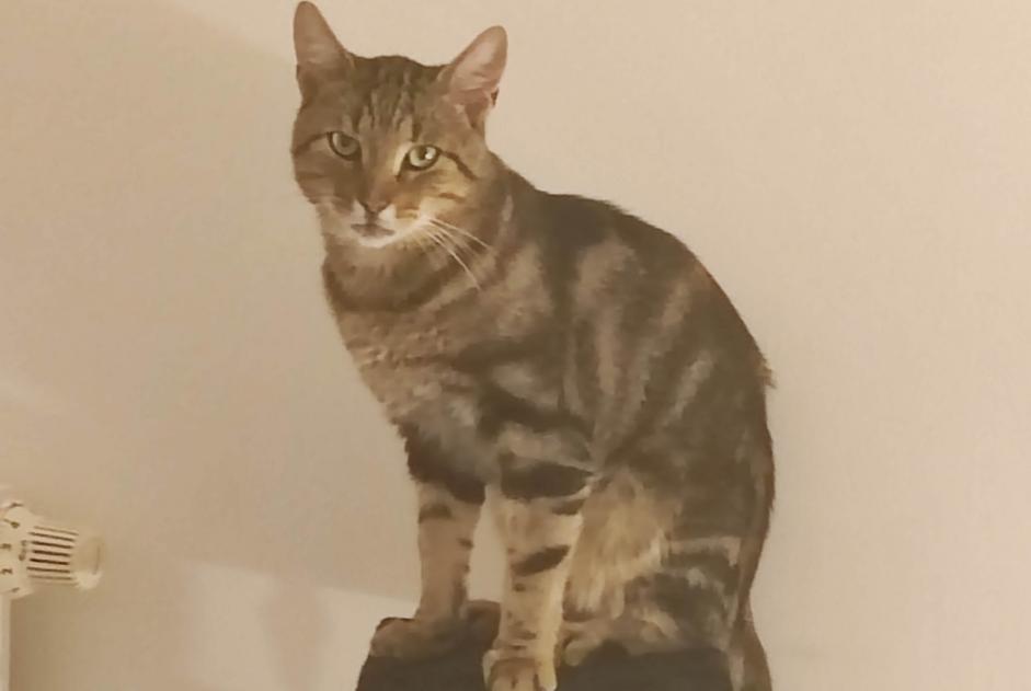 Alerta de Desaparición Gato Macho , 2 años Bully-les-Mines Francia