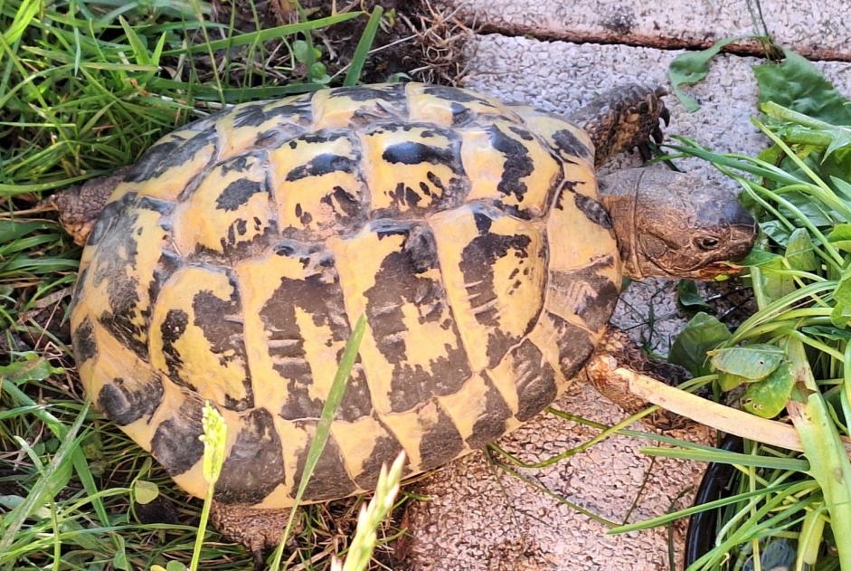 Alerta de Desaparición Tortuga Macho , 2024 años Jorat-Menthue Suiza