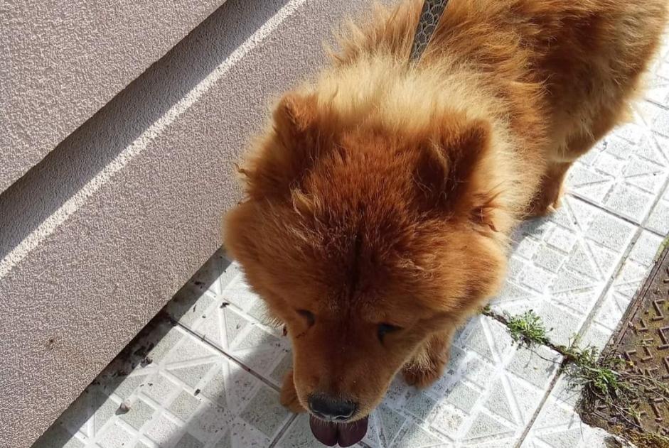 Alerta de Hallazgo Perro  Hembra Somain Francia