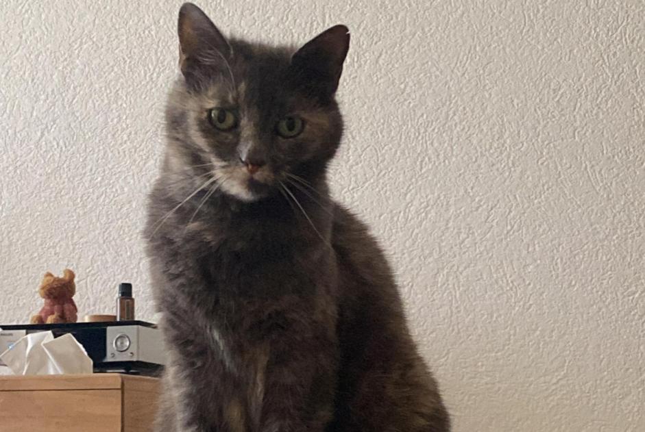 Alerta de Desaparición Gato Hembra , 12 años Nyon Suiza