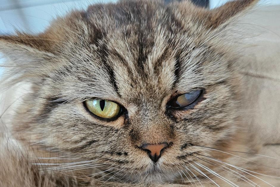 Alerta de Desaparición Gato cruce Macho , 1 años Penthalaz Suiza