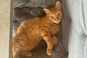 Alerta de Desaparición Gato Macho , 2 años Neuchâtel Suiza