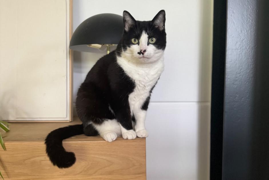 Alerta de Desaparición Gato Macho , 8 años Braine-l'Alleud Bélgica