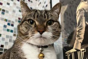 Alerta de Desaparición Gato Hembra , 2 años Montreux Suiza