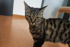 Alerta de Hallazgo Gato Desconocido Sion Suiza