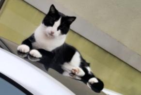 Alerta de Desaparición Gato Macho , 2 años Bex Suiza