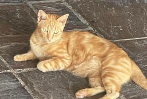 Alerta de Hallazgo Gato  Macho Hauterive Suiza