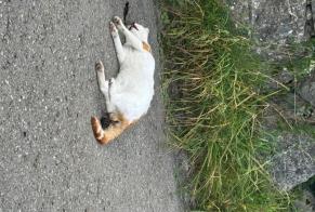 Alerta de Hallazgo Gato cruce Desconocido Romont Suiza