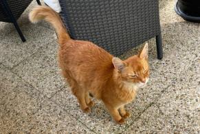 Alerta de Hallazgo Gato Desconocido Genolier Suiza