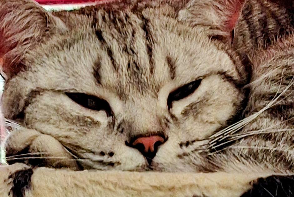 Alerta de Desaparición Gato  Macho , 1 años Givisiez Suiza