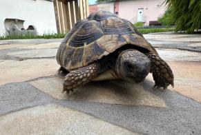 Alerta de Hallazgo Tortuga Desconocido Lonay Suiza