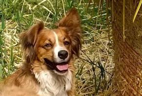 Alerta de Desaparición Perro cruce Hembra , 6 años Saint-Étienne-de-Serre Francia