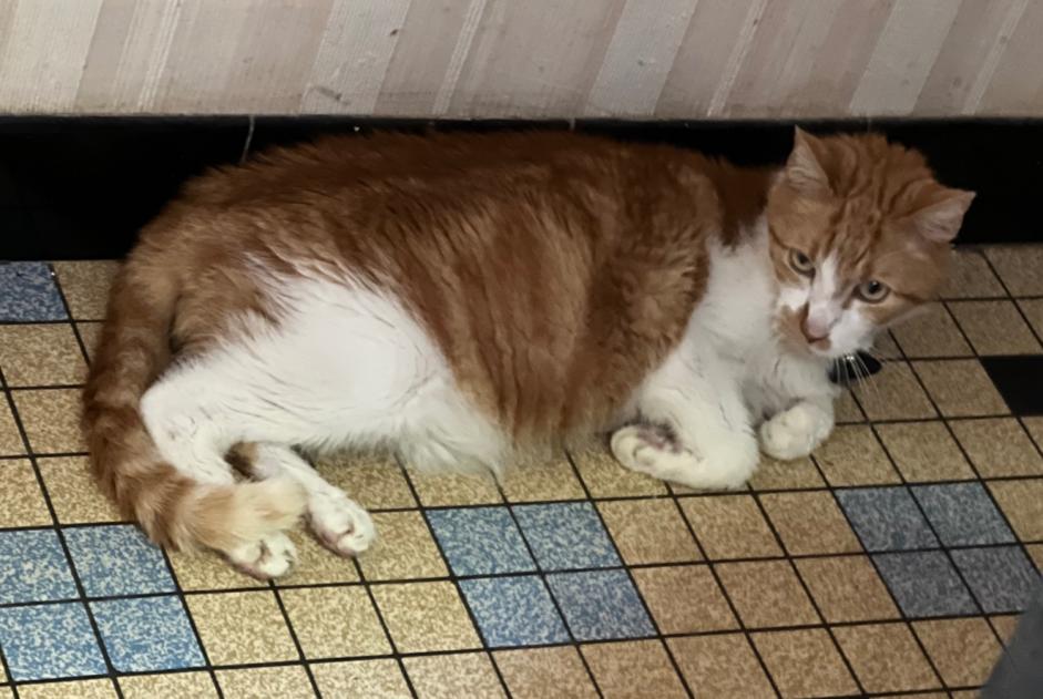 Alerta de Desaparición Gato Macho , 15 años Locminé Francia