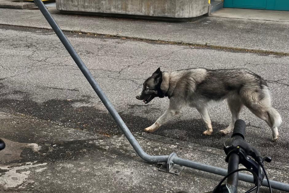 Alerta de Hallazgo Perro Desconocido Plan-les-Ouates Suiza