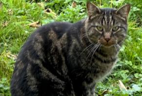 Alerta de Hallazgo Gato Desconocido Savigny Suiza