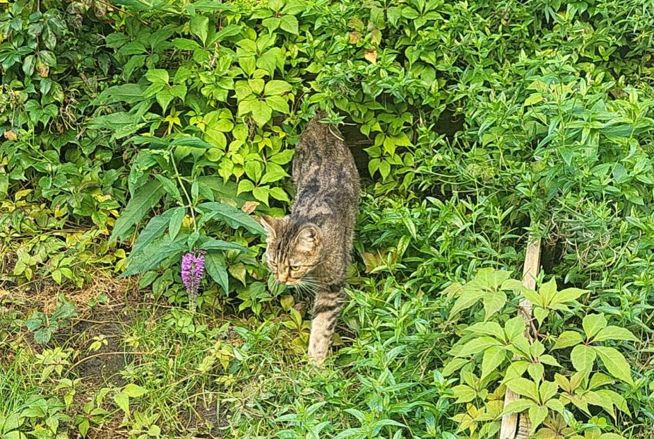 Alerta de Hallazgo Gato  Hembra Etterbeek Bélgica