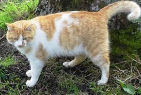 Alerta de Desaparición Gato  Macho , 4 años Saint-Priest-la-Marche Francia