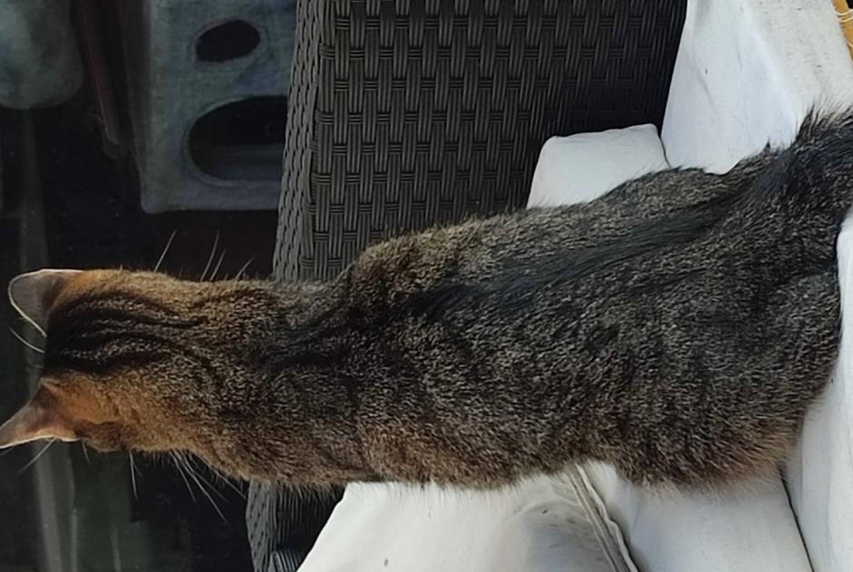 Alerta de Desaparición Gato Hembra , 4 años Aniane Francia