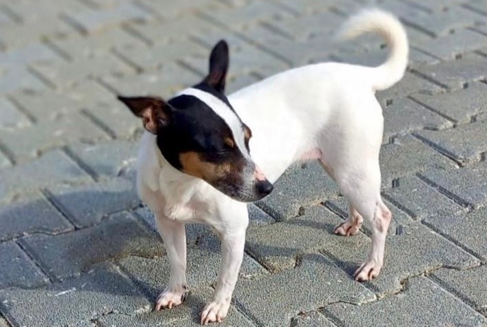 Alerta de Desaparición Perro  Hembra , 4 años Fribourg Suiza